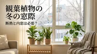 観葉植物の冬の窓際、断熱と内窓は必要？